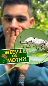 WHAT IS THIS MOTH!? 🤯🤍, There’s one thing you need to know about the  Amazon… the BUGS are NEVER ENDING! 🌳🪲🦋, I seriously still can’t get over  this moth from Los Amigos Biological Station, it ...