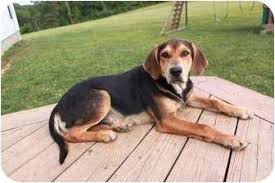 Black And Tan Coonhound Rescue Black And Tan Coonhound Rescue Puppy Mcarthur Oh Black And Tan Coonhound Border Collie Mix Coonhound Black And Tan Border Collie Mix