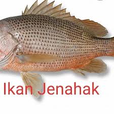 Resepi kali ini adalah ikan jenahak masak. Kenali Ikan Laut Segar Kami Sedap Ivory Bliss Seafood Facebook