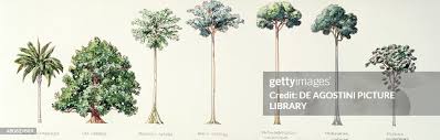 Image result for Terminalia superba