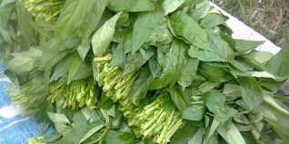 Gerak tumbuhan yang menuju rangsang disebut tropisme positif, sedangkan beberapa tumbuhan selain kacang panjang yang memiliki sulur sebagai organ tambahan adalah mentimun, kacang panjang, labu, anggur, dan markisa. 6 Manfaat Daun Kacang Panjang Untuk Kesehatan Melancarkan Asi Hingga Cegah Anemia Merdeka Com