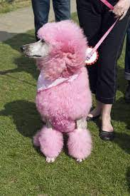 How To Dye A Dog With Food Coloring Cuteness Com Dog Dye Dog Hair Dye Dyed Dog Fur