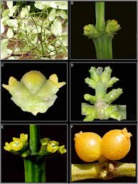 Image result for Viscum littorum