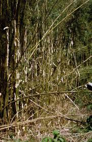 Image result for Oldeania alpina