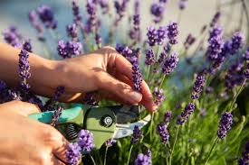 Check spelling or type a new query. How To Prune Lavender Plants