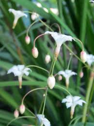 Image result for Blyxa hexandra