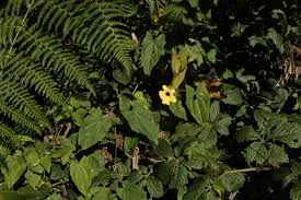 Image result for Tetradenia urticifolia