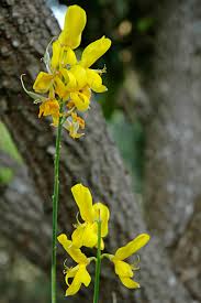 Image result for Spartium