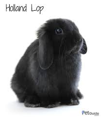 Black And White Holland Lop Holland Lop Rabbit Holland Lop Rabbit Breeds