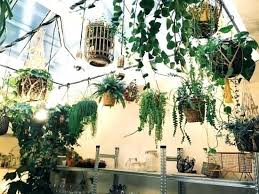 Hanging Plants From Ceiling Hanging Plant From Ceiling Very Relaxing Place With Cool Ambiance Many Hanging Plants And For Hangin Hangepflanzen Pflanzen Stauden