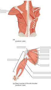 Identify the main muscles of the body, using the accompanying diagram; Anatomy And Physiology Lab I On Openalg