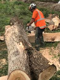 You can kill a stump by using a salt solution or shielding it from the sun. Affordable Stump Grinding Hamilton Canopy Arborists