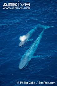 Blue Whale Photo Blue Whale Whale Beautiful Sea Creatures