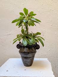 Image result for Monadenium pseudoracemosum