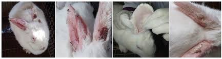 Image result for scabies rabbits ears
