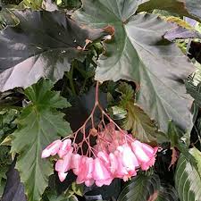 Image result for Begonia nyassensis