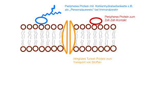 biomembranen modelle