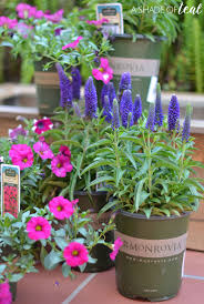 Check out our gallery for 10 plants that will thrive right outside of your window. Porch Update How To Make A Flower Box With Monrovia Flowers