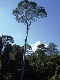 Image result for Sporobolus myrianthus