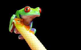 There is an empty house. Frog Desktop Wallpaper 50807 1920x1200px