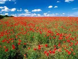 Asadar, puteti fi sigur ca lumanarea va tine pe toata perioada evenimentului vostru. Imagini Cu Flori De Camp Macul Flower Pictures Wild Flowers Poppies