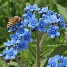Check spelling or type a new query. Chinese Forget Me Not Seeds Cynoglossum Amabile Everwilde Farms
