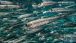 Mengenal Ikan Sarden Beserta Klasifikasi Habitat Dan Ciri Fisiknya Hewanpedia