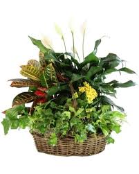 Maybe you would like to learn more about one of these? Flourtown Florist Find A Florist In A City Near You