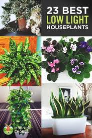 Growing Indoor Plant Is The Best Way To Transform Any House Into A Home Here S The List Of 23 Low Light Houseplants T Ide Berkebun Tanaman Dalam Rumah Tanaman