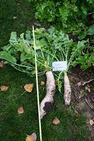 Empower people to feed themselves and their families the most nutritious foods ever created. What Are Improved Brassicas A Highlight On Our Diversity Of Brassica Crops Deer Creek Seed