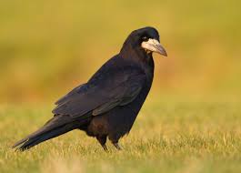 Black Bird With Large Yellow Beak Rook Very Sociable Bird Thin Beak And Peaked Head Help Distinguish It From The Crow Birds Pet Birds Bird Pictures Black Bird
