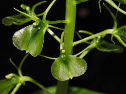 Image result for Liparis mulindana