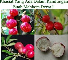 Penggunaan mahkota dewa sebagai obat herbal sudah sangat populer di berbagai daerah di indonesia. Jamu Asli Mahkota Dewa Home Facebook
