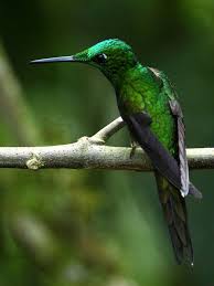 Birds That Start With F Empress Brilliant Heliodoxa Imperatrix Colorful Birds Hummingbird Flowers Little Birds