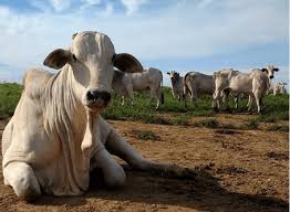 Major tinha encefalopatia espongiforme felina (fse), uma variação da doença da vaca louca, que infectou 180 mil animais do . Doenca Da Vaca Louca Como Evitar No Gado Boi Saude
