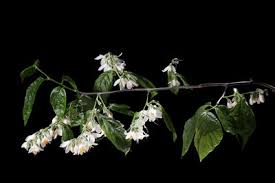 Image result for Macledium poggei