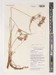 Image result for Pycreus nitidus