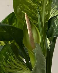 Image result for dieffenbachia flower