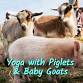 Baby Goat Yoga & Piglets Yoga Combine! Saturday May 31 st at 9 am