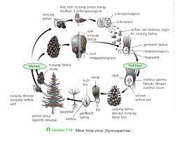 Bakal biji maupun biji tidak akan terlihat dari luar karena bijinya ini tertutup oleh daun buah. Gambar Secara Skemstis Siklus Hidup Tumbuhan Berbiji Terbuka Secara Generatif Brainly Co Id