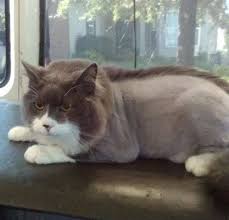 Tlc grooming salon by becky. Aussie Pet Mobile Greater Nashville Middle Tn Nashville Tn Pet Grooming Mapquest