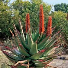 Image result for Eriosema angolense