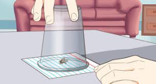 Clorox bleach has been used as an effective killer of house fly maggots. 3 Ways To Kill Maggots Wikihow