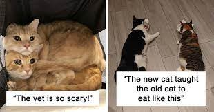 50 Pics That Are Proof Two Cats Are Better Than One Cats Old Cats Older Cats