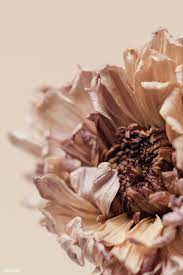 Pin On Flowers
