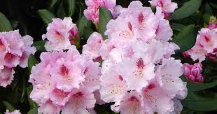 Assortment Of Pink Flowering Rhododendrons Rhododendron Flowers Pink