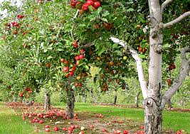 apple tree ile ilgili görsel sonucu