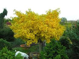 Lori Mccabe Landscape Designs Ornamental Trees Ginkgo Tree Potted Trees