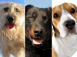 Puppies experience two fear periods during their development, and each fear period lasts for about 2 to 3 weeks, on average. Puppy Prejudice Are Black Animals Less Likely To Be Adopted