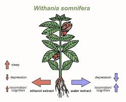 Image result for Withania